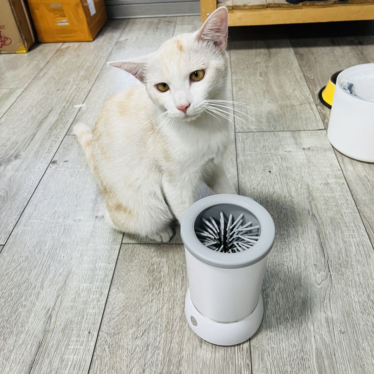 Dog Paw Cleaner - Otomatik Evcil Hayvan Pati Temizleme Kabı,