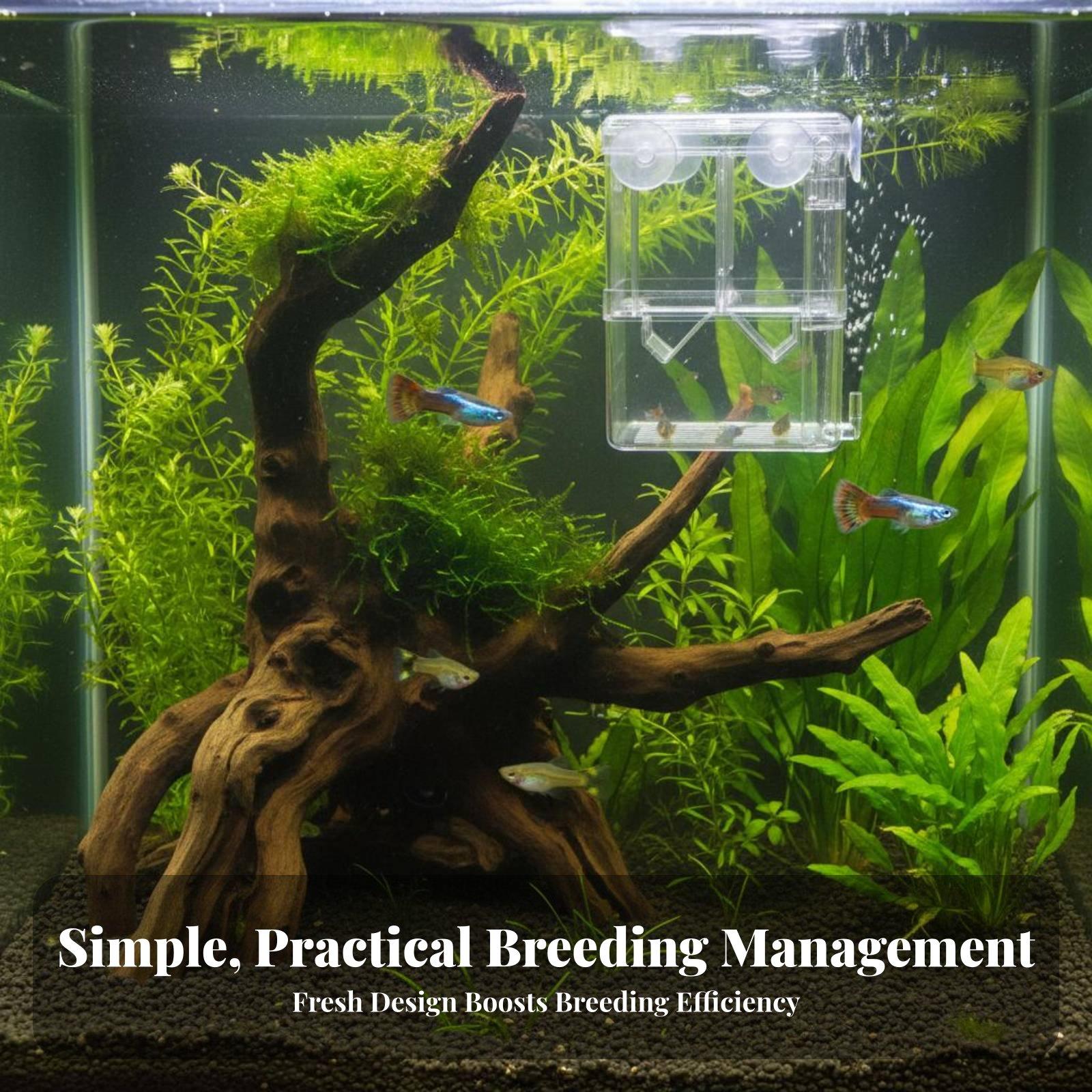 Çift Katmanlı Akvaryum Yetişti - Aquarium Fish Tank incelemesi ve fiyatı