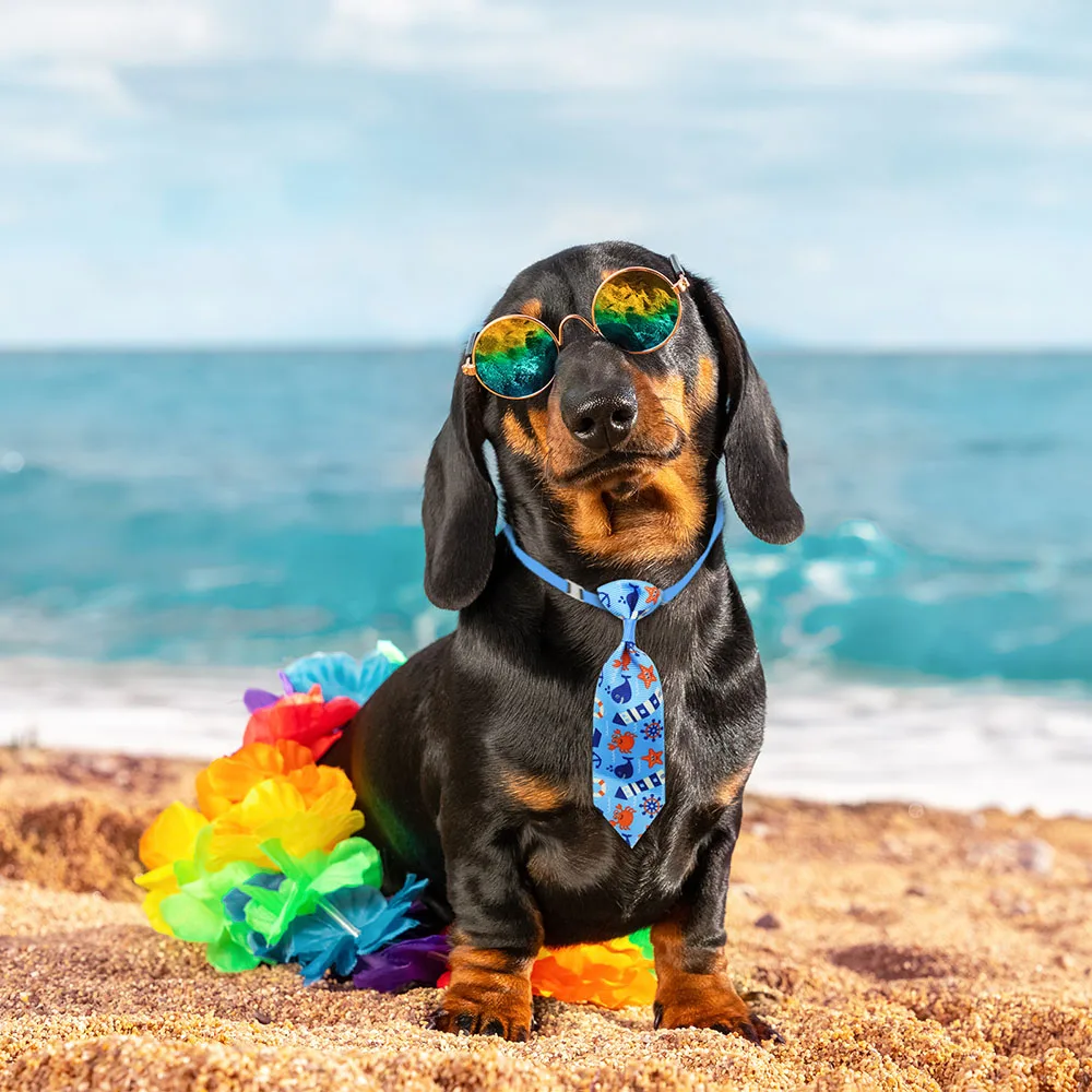 50 adet Köpek Bakım Küçük Köpe - Pet Supplies Co incelemesi ve fiyatı