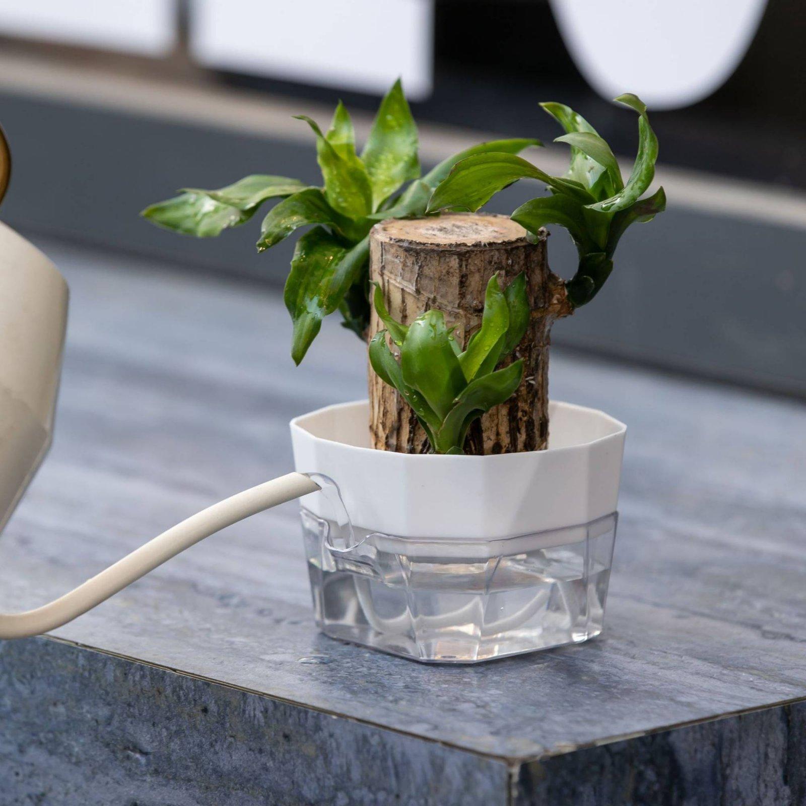 Hidroponik Vazo İki Katmanlı K - Pet Supplies In incelemesi ve fiyatı