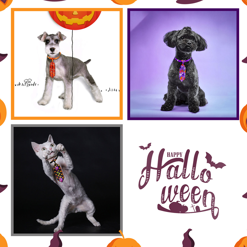 50/100 adet cadılar bayramı kö - Pet Supplies Co incelemesi ve fiyatı